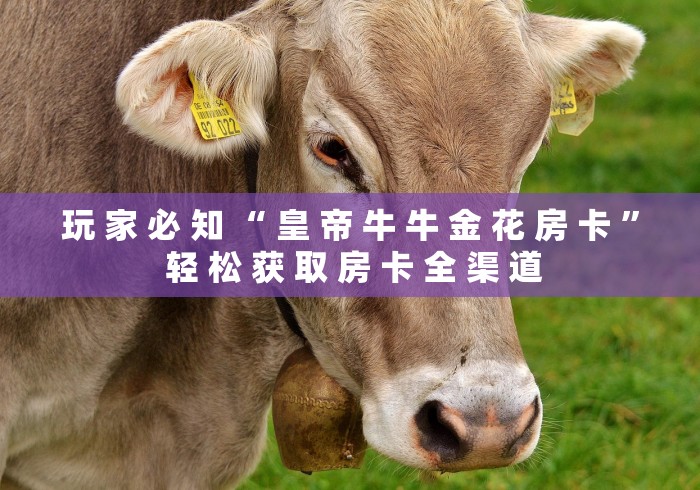 玩 家 必 知 “ 皇 帝 牛 牛 金 花 房 卡 ” 轻 松 获 取 房 卡 全 渠 道	
